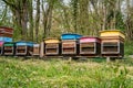 Hives of bees in the apiary. Painted wooden beehives with active honey bees. Bee yard in Switzeland