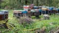 Hives of bees in the apiary. Painted wooden beehives with active honey bees. Bee yard in Switzeland