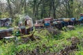 Hives of bees in the apiary. Painted wooden beehives with active honey bees. Bee yard in Switzeland Royalty Free Stock Photo