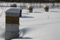 Hives of bees in winter
