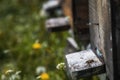 Hives in decline with few bees left alive after the Colony collapse disorder and other diseases