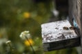 Hives in decline with few bees left alive after the Colony collapse disorder and other diseases