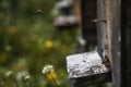 Hives in decline with few bees left alive after the Colony collapse disorder and other diseases