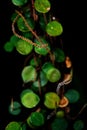 Dichondra repens Centavito - Penny Plant