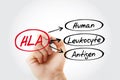 HLA - Human Leukocyte Antigen acronym