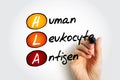 HLA Human Leukocyte Antigen - complex of genes on chromosome 6 in humans which encode cell-surface proteins, acronym text concept