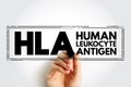 HLA Human Leukocyte Antigen - complex of genes on chromosome 6 in humans which encode cell-surface proteins, acronym text stamp