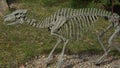 Hluboka Zoo, Czech Republic - March 21, 2023: Skeleton of horse Eohippus. Prehistoric skeleton