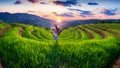 Hmong ethnic minority women standing on rice terraces in Mu Cang Chai, Yen Bai, Vietnam Royalty Free Stock Photo