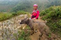 A Hmong lady with a baby buffalo, Sapa, Vietnam Royalty Free Stock Photo