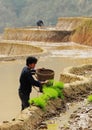 Hmong people working on rice field in Lai Chau, Vietnam