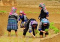 Hmong people working on rice field in Lai Chau, Vietnam