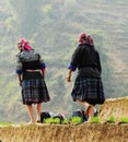 Hmong people working on rice field in Lai Chau, Vietnam