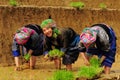 Hmong people working on rice field in Lai Chau, Vietnam