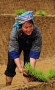 Hmong people working on rice field in Lai Chau, Vietnam