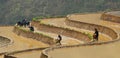 Hmong people working on rice field in Moc Chau, Vietnam