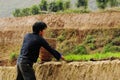 Hmong people working on rice field in Moc Chau, Vietnam