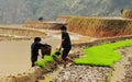 Hmong people working on rice field in Moc Chau, Vietnam