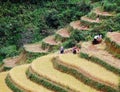 Hmong people working on rice fields at Lung Thau village in Sapa, Vietnam Royalty Free Stock Photo