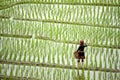 Hmong tribal Woman in black native dress with basket standing on ridge Royalty Free Stock Photo