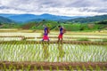 Hmong woman with rice field terrace background