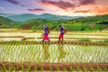 Hmong woman with rice field terrace background Royalty Free Stock Photo