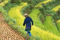 Hmong woman walking on Rice fields on terraced in Mu Cang Chai district, Vietnam