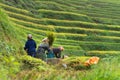Hmong women harvesting rice on paddy terrace in Mu Cang Chai district, Vietnam