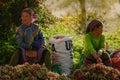 Hmong women selling vegetable in Bac Ha market Royalty Free Stock Photo