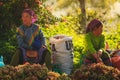 Hmong women selling vetgetable in Bac Ha market, Northern Vietnam Royalty Free Stock Photo