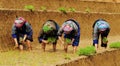 Hmong women working on rice field in Lao Cai, Vietnam Royalty Free Stock Photo