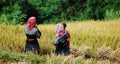 Hmong women working on the rice field at Sapa town, northern Vietnam Royalty Free Stock Photo