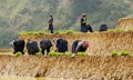 Hmong women working on rice field in Son La, Vietnam Royalty Free Stock Photo