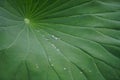 the hnoeydew is on the green lotus leaf  in the pool Royalty Free Stock Photo