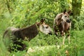 Hnstoni, forest giraffe or zebra giraffe, artiodactyl mammal native to jungle or tropical forest, Congo, Africa Royalty Free Stock Photo