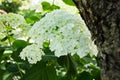 Hydrangea. Beautiful flowers. Beauty in nature. Hydrangea macrophylla - macro Royalty Free Stock Photo