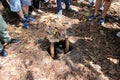 Ho Chi Minh City, Vietnam - April 30, 2018 : Tourist demonstrating how a Vietcong hide into Cu Chi Tunnels