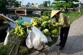 Vietnamese woman pack bunch of bananas, transport by bicycle, mobile fruits shop, street vendor