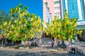 Busy traffic at boulevard with Cassia fistula flower tree blooms planted along roadside