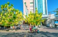 Busy traffic at boulevard with Cassia fistula flower tree blooms planted along roadside