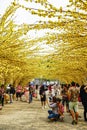 Vietnamese lunar new year. Women wear Vietnam tradition ao dai to take pictures on street with yellow flower apricot in Tet Royalty Free Stock Photo