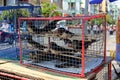 Sale of birds for religious offering