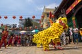 Ho Chi Minh, Vietnam - February 18, 2015 : Lion dancing to celebrate Lunar New Year at Thien Hau Pagoda Royalty Free Stock Photo