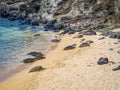 Ho`okipa Beach Park in Maui Hawaii, windsurfing site, big waves and big Turtles Royalty Free Stock Photo