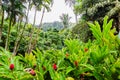 HoÃ¢â¬â¢omaluhia Botanical Garden in Oahu, Hawaii