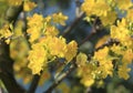 Hoa Mai tree (Ochna Integerrima) flower Royalty Free Stock Photo