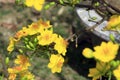 Hoa Mai tree Ochna Integerrima flower Royalty Free Stock Photo