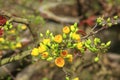 Hoa Mai tree Ochna Integerrima flower Royalty Free Stock Photo