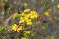 Hoa Mai tree Ochna Integerrima flower Royalty Free Stock Photo