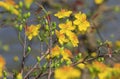 Hoa Mai tree Ochna Integerrima flower Royalty Free Stock Photo